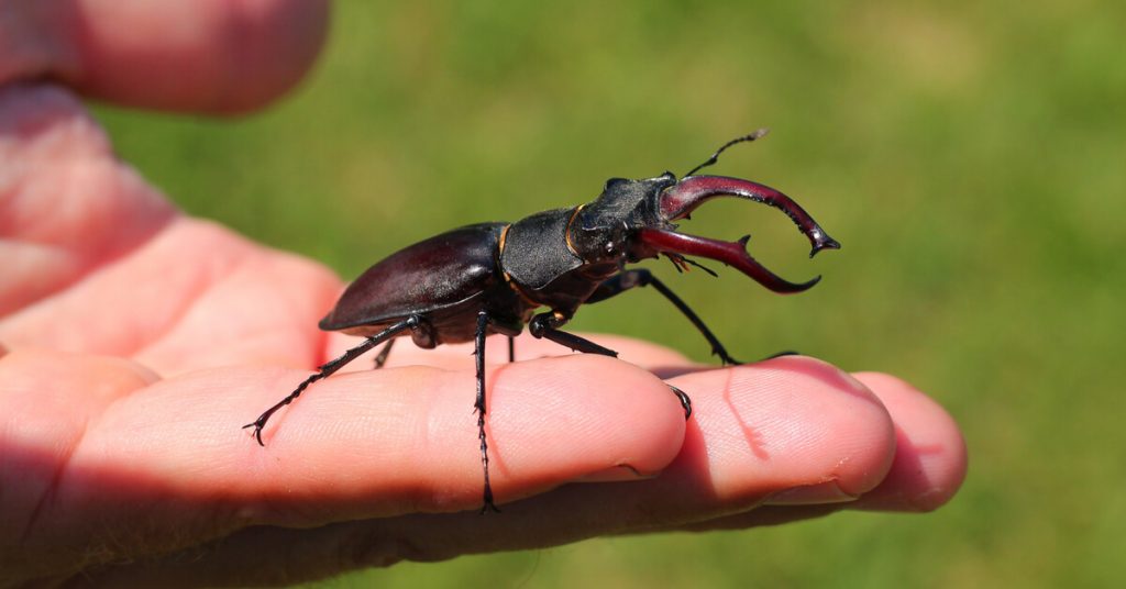 Dans la famille biodiversité ordinaire, protégeons le lucane cerf-volant