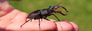 Dans la famille biodiversité ordinaire, protégeons le lucane cerf-volant