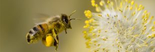 Désormais, les abeilles butinent aussi... des microplastiques !