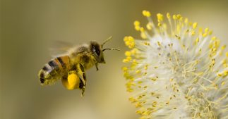Désormais, les abeilles butinent aussi... des microplastiques ! Désormais, les abeilles butinent aussi... des microplastiques !