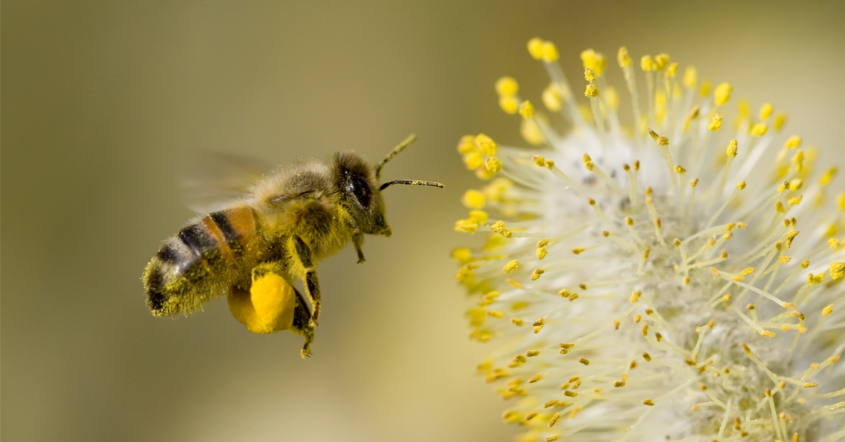 Désormais, les abeilles butinent aussi... des microplastiques ! Désormais, les abeilles butinent aussi... des microplastiques !