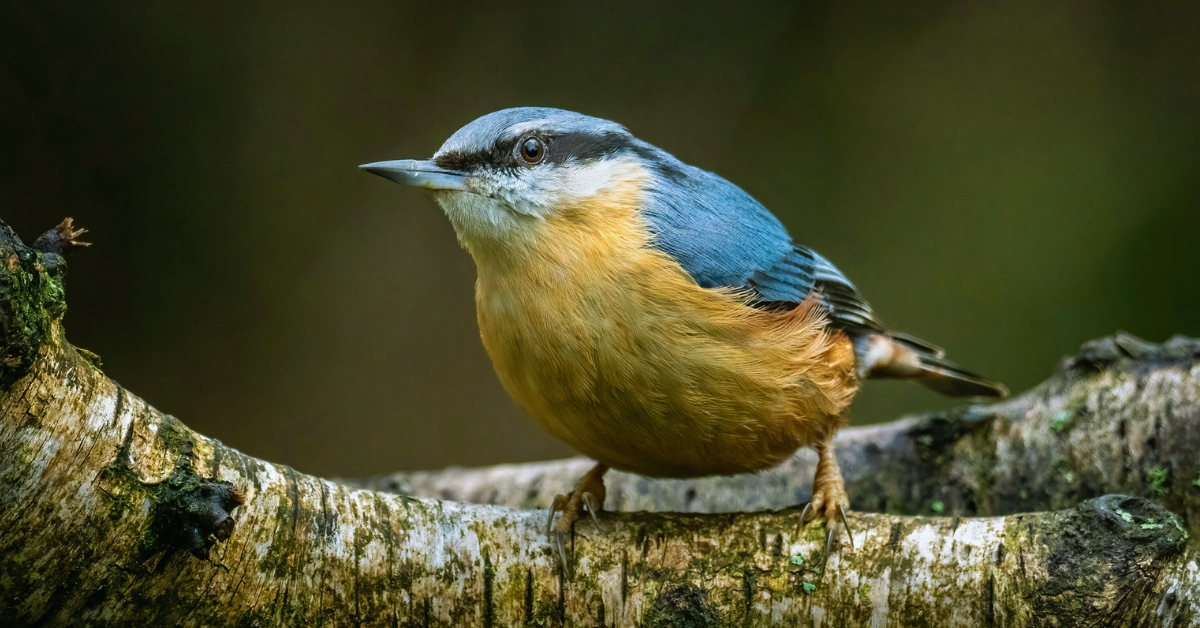 Les oiseaux de nos jardins, aussi utiles que beaux ! Les oiseaux de nos jardins, aussi utiles que beaux !