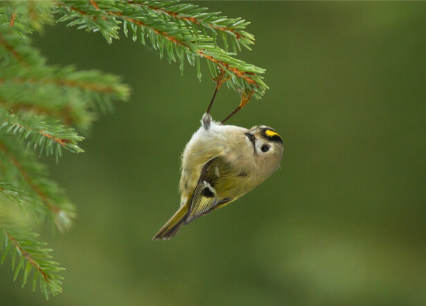 oiseaux des jardins