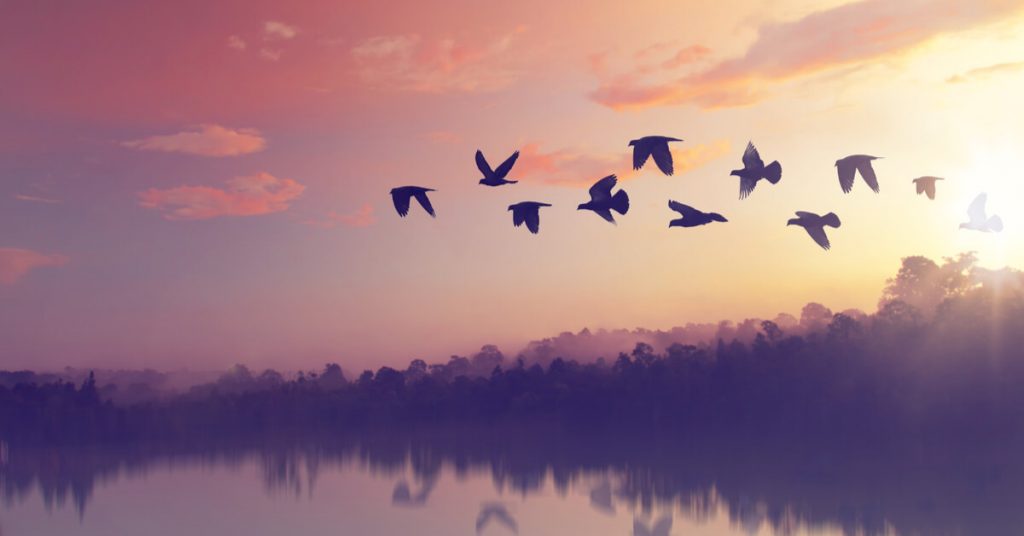 Connaissez-vous le nombre d’oiseaux sur terre ?