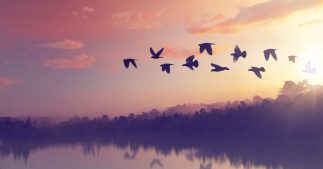 Connaissez-vous le nombre d'oiseaux sur terre ? Connaissez-vous le nombre d'oiseaux sur terre ?