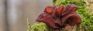 L'oreille de Judas, un champignon noir aux super pouvoirs