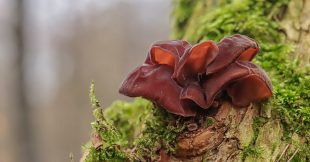 L'oreille de Judas, un champignon noir aux super pouvoirs