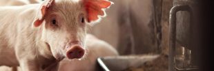 Rebaptisées PAT, les farines animales vont faire leur retour dans les élevages