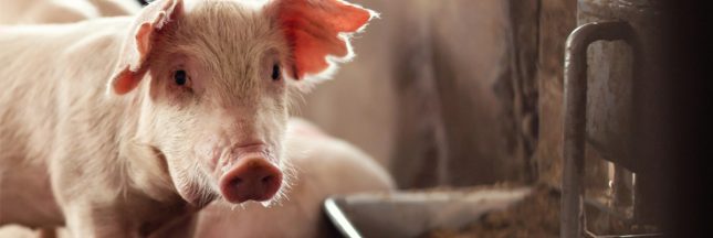 PAT farines animales