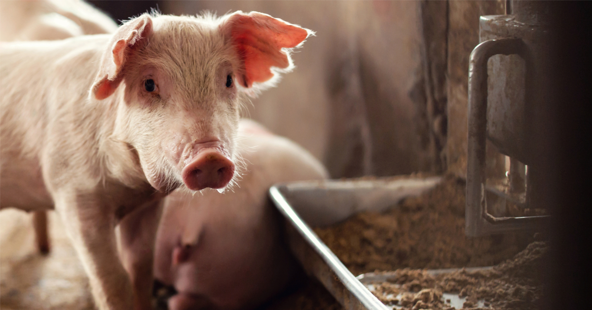 Rebaptisées PAT, les farines animales vont faire leur retour dans les élevages