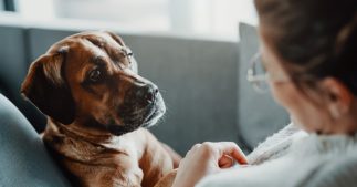 Sondage - Faut-il délivrer un permis pour détenir un animal de compagnie ? Sondage - Faut-il délivrer un permis pour détenir un animal de compagnie ?