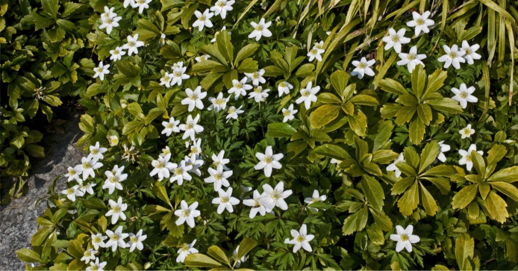 Quelles plantes faire pousser à l’ombre ?