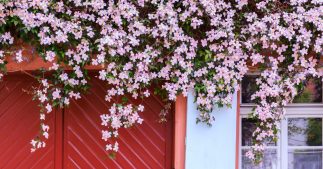 Plante grimpante : de nombreux usages et tant d'espèces Plante grimpante : de nombreux usages et tant d'espèces