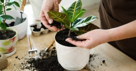 Nos conseils pour savoir comment rempoter une plante