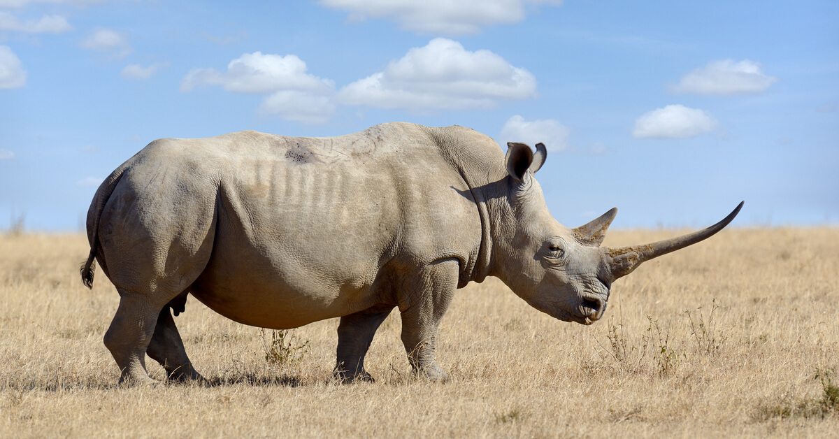 Avec leurs cornes radioactives, les rhinocéros d'Afrique du Sud ne craignent plus les braconniers
