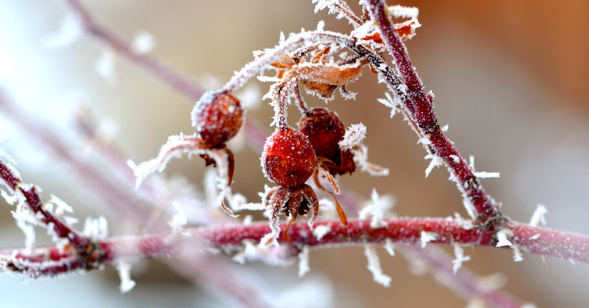 Qui sont les Saints de glace 2021 ?