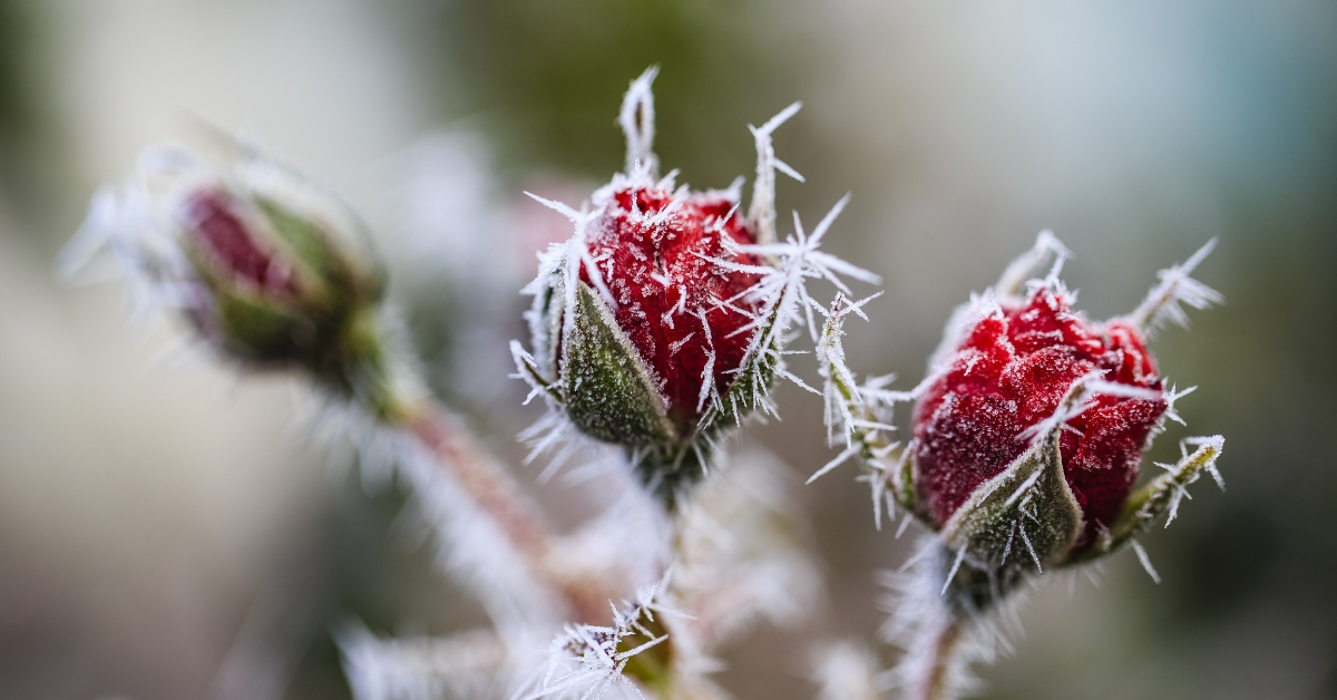 Les Saints de Glace : à quoi faut-il s'attendre au jardin ?