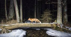 7 gagnants du concours World Nature Photography Awards 2020