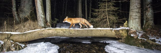 world nature photography awards 2020