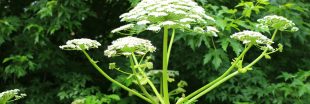 Berce du Caucase : attention, cette plante courante invasive est toxique !