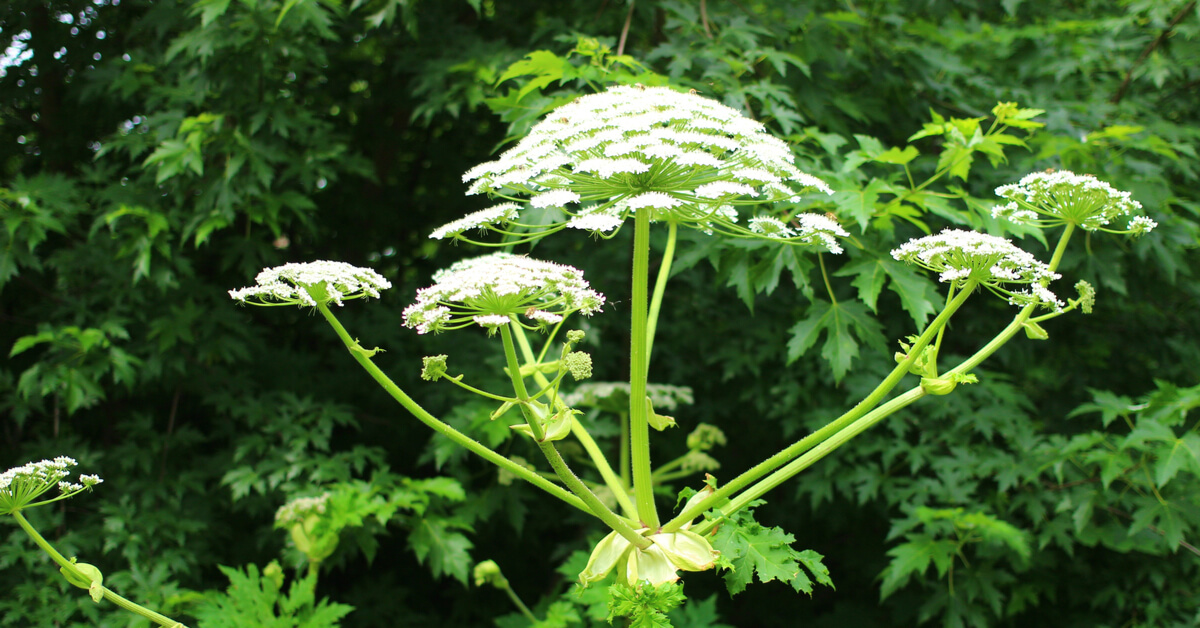 Berce du Caucase : attention, cette plante courante invasive est toxique !