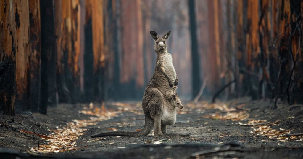 Big Picture Natural World Photography 2021 – Que diable avez-vous photographié cette année ?