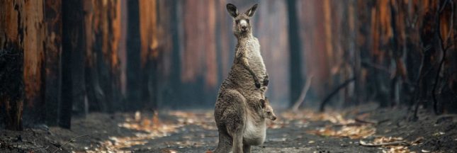 Big Picture Natural World Photography 2021