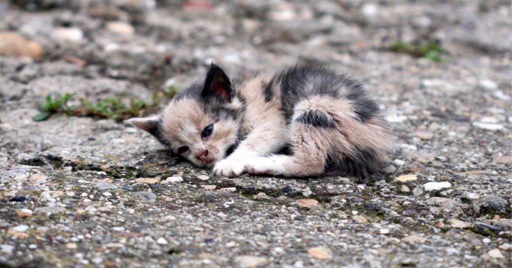 Les abandons de chats explosent en France – les euthanasies aussi.