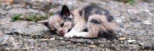 Les abandons de chats explosent en France - les euthanasies aussi.