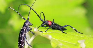 Aidez les scientifiques à traquer les espèces exotiques invasives grâce à AGIIR Aidez les scientifiques à traquer les espèces exotiques invasives grâce à AGIIR