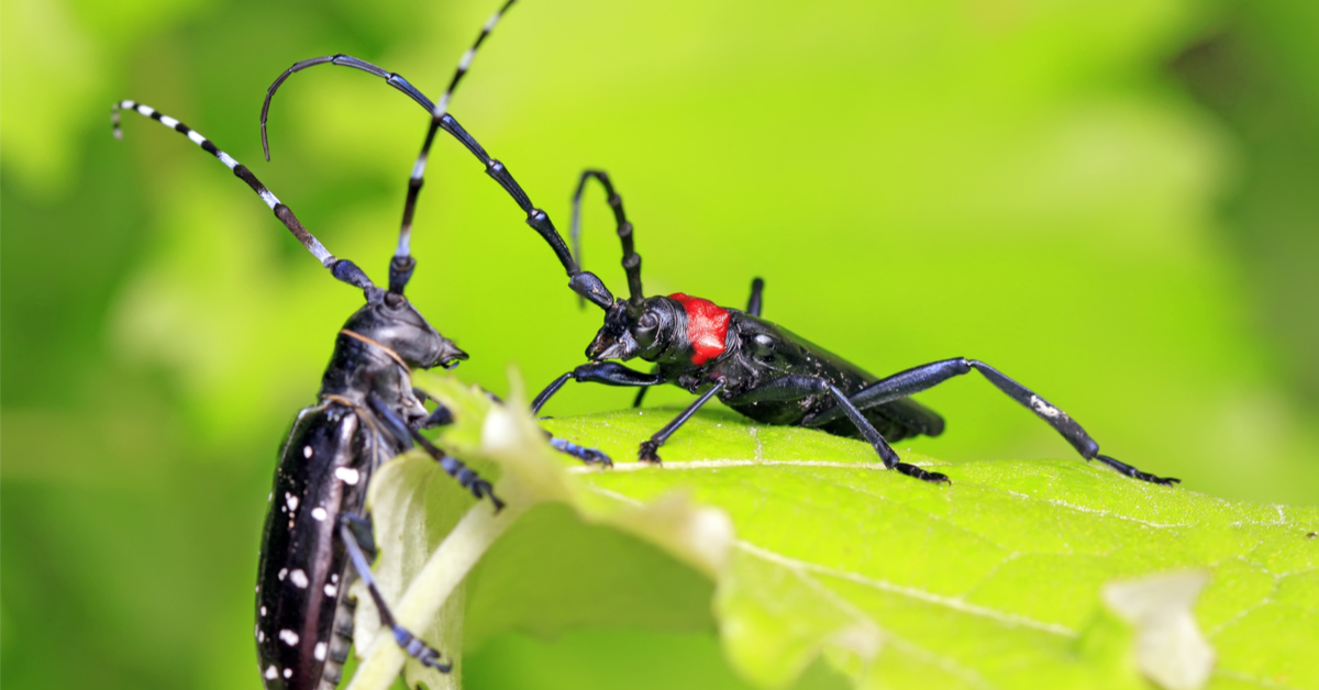 Aidez les scientifiques à traquer les espèces exotiques invasives grâce à AGIIR