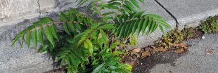 L'ailante : plante sauvage du bitume ou espèce invasive ?