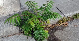 L'ailante : plante sauvage du bitume ou espèce invasive ? L'ailante : plante sauvage du bitume ou espèce invasive ?