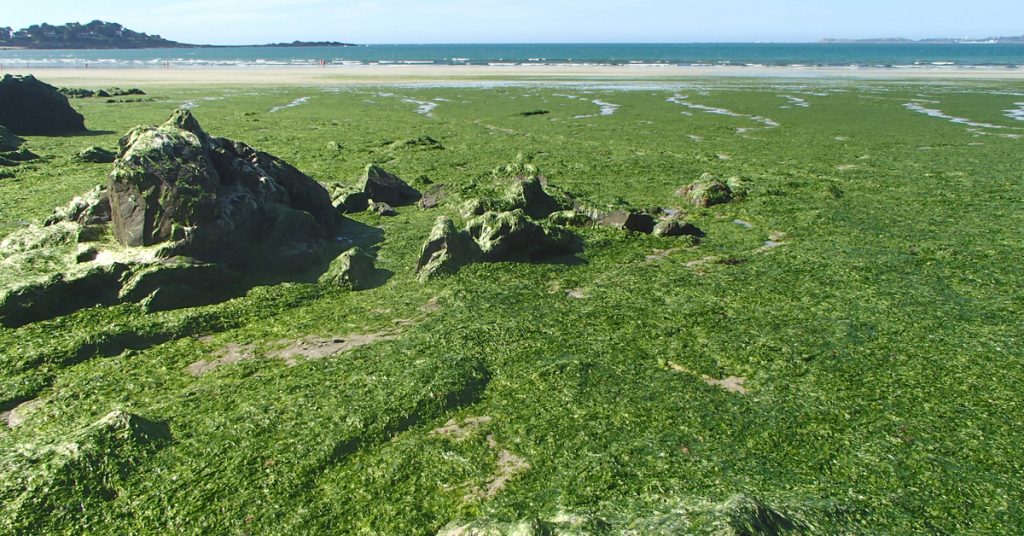 Algues vertes en Bretagne : l’État condamné à agir