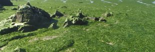 Algues vertes en Bretagne : l'État condamné à agir