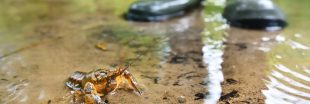 Les écrevisses victimes des antidépresseurs présents dans l'eau des rivières