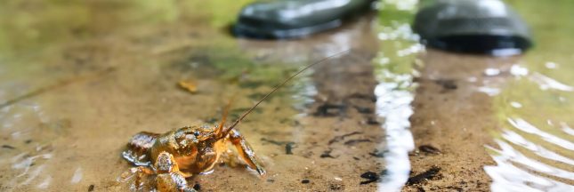 antidépresseur rivière