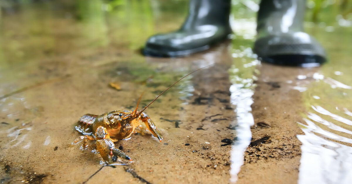 Les écrevisses victimes des antidépresseurs présents dans l'eau des rivières