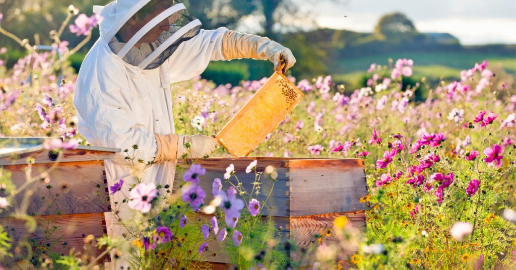 Protéger les abeilles des pesticides : la science avance
