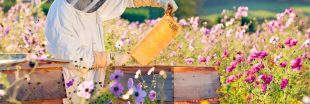 Protéger les abeilles des pesticides : la science avance