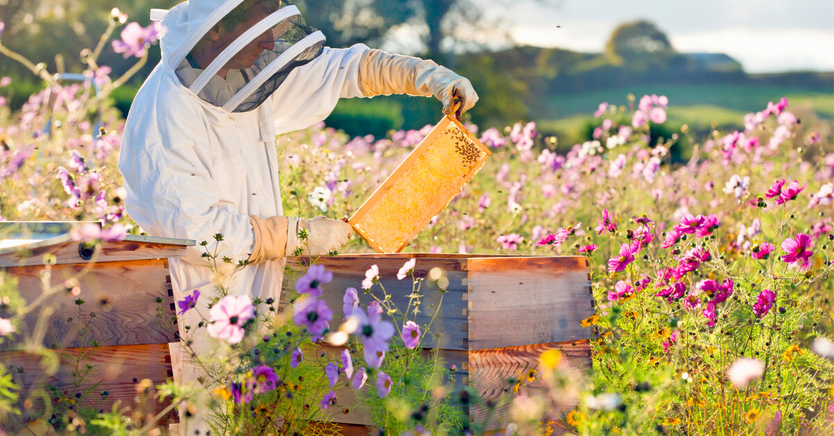 Protéger les abeilles des pesticides : la science avance Protéger les abeilles des pesticides : la science avance