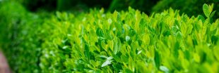 Quel arbuste de haie choisir pour votre jardin ?