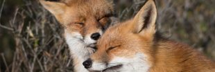 Dans la Somme, les renards peuvent enfin 'dormir sur leurs deux oreilles'