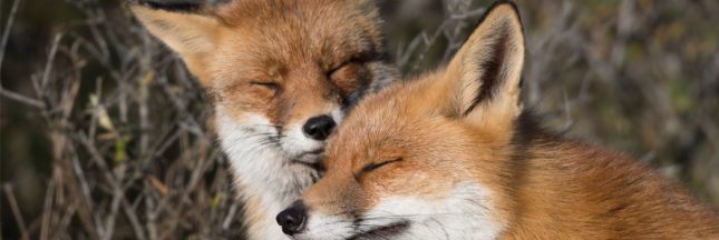 arrêtés anti-renards annulés somme