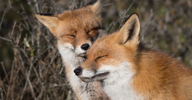 Dans la Somme, les renards peuvent enfin ‘dormir sur leurs deux oreilles’