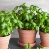 Comment conserver son basilic en pot ?