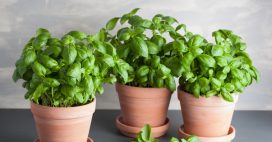 Comment conserver son basilic en pot ?