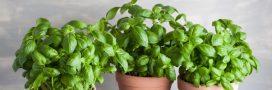 Comment conserver son basilic en pot ?