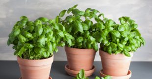 Comment conserver son basilic en pot ?