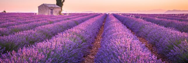 champs de lavande provence